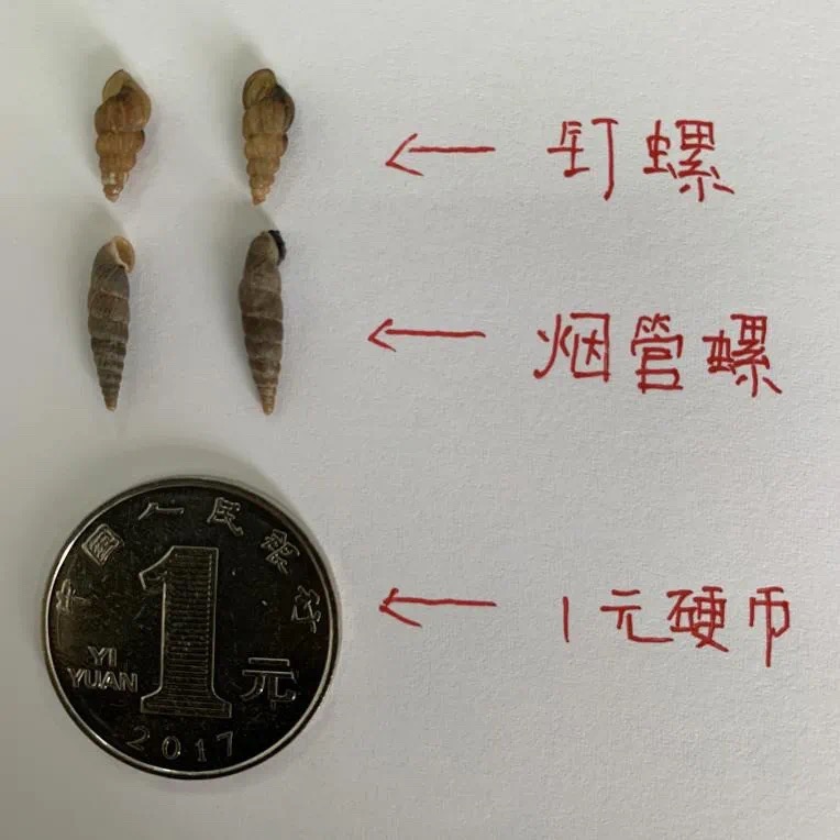 钉螺与花坛内发现的烟管螺进行了对比和展示,并分发了血吸虫病宣传