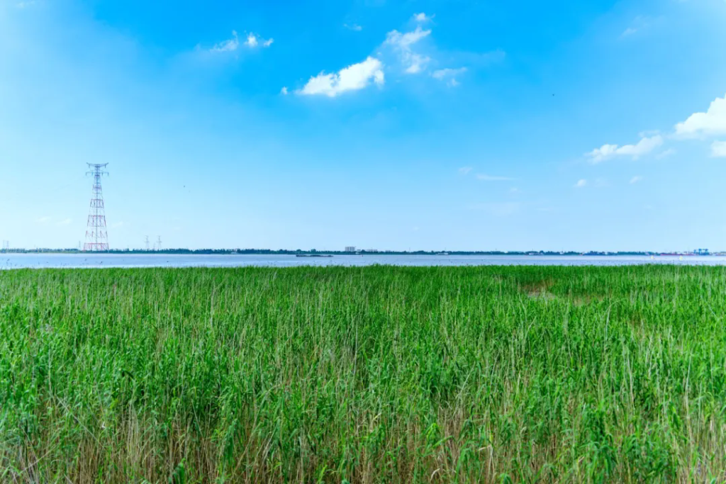 生态修复绘就滨江画卷 乡村振兴奏响幸福乐章