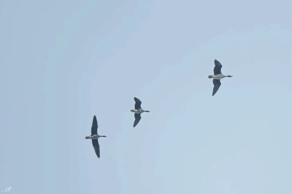 今年秋季以来，候鸟数量创新高！